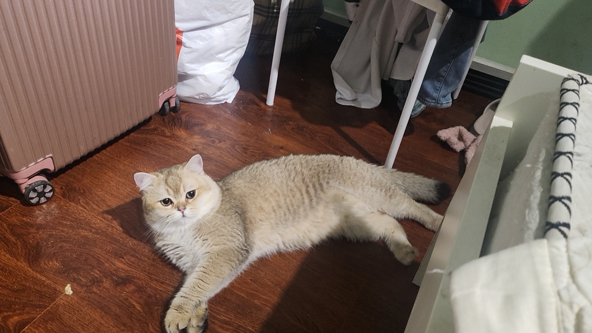 猫舍繁殖  品相极好  已发腮 性格温顺